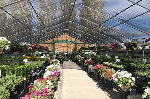 Care for Hanging Baskets