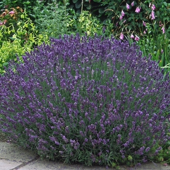 Lavandula angustifolia - Hidcote Lavender