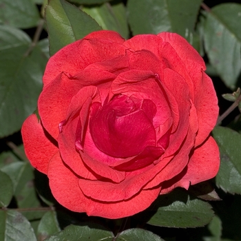 Rosa 'Morden Fireglow' (Shrub Rose) - Morden Fireglow Shrub Rose