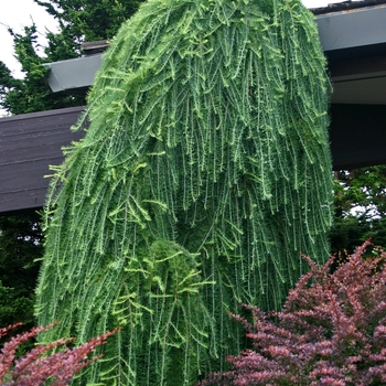 Larix decidua - 'Pendula' Weeping European larch