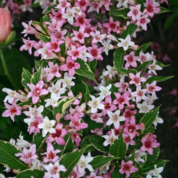 Weigela florida 'Variegata' - Variegated Old fashioned Weigela