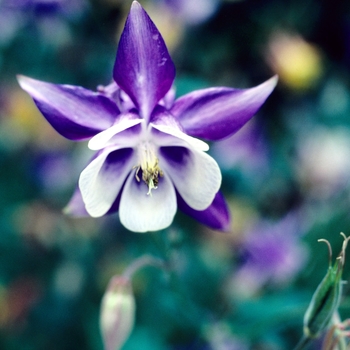 Aquilegia - Assorted Columbine