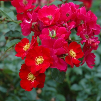 Rosa x 'Red Flower Carpet' - Red Flower Carpet Rose