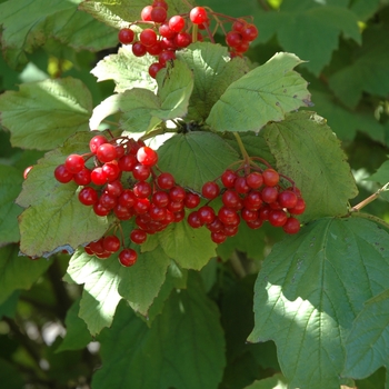 Viburnum trilobum - Alfredo Cranberry Viburnum