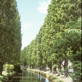 Populus nigra 'Italica' - Lombardy Poplar
