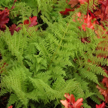 Athyrium filix-femina - Lady Fern