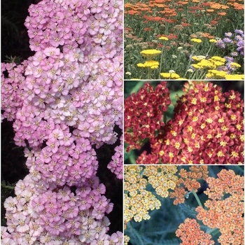Achillea - Assorted Yarrow