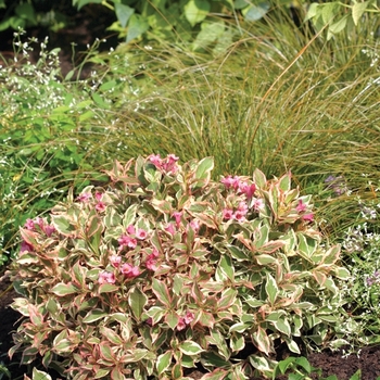 Weigela florida - My Monet®