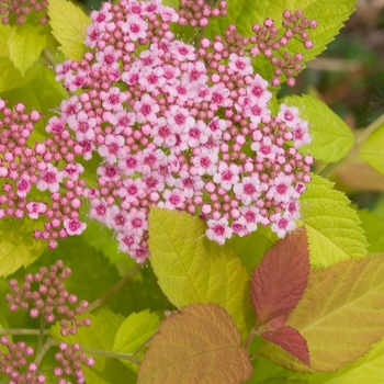 Spiraea 'Tracy' PP21588, Can 4073 (Spirea) - Double Play Big Bang&reg; Spirea