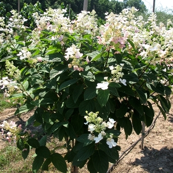Hydrangea paniculata - 'Pink Diamond' Hardy Hydrangea - Tree Form
