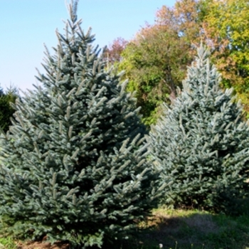 Picea pungens 'Fat Albert' - Fat Albert Blue Spruce