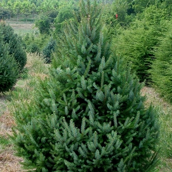 Picea omorika - Serbian Spruce