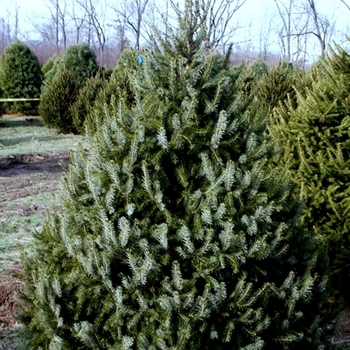 Picea omorika - Serbian Spruce