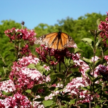 Syringa 'Tinkerbelle' - Tinkerbelle Lilac