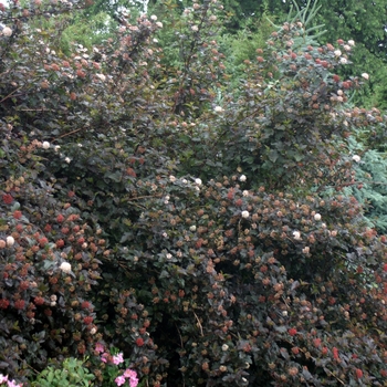 Physocarpus opulifolius 'Monlo' - Diablo&reg; Ninebark