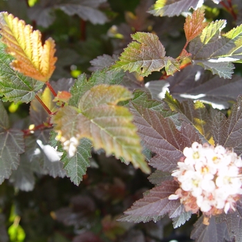 Physocarpus opulifolius - Center Glow Ninebark