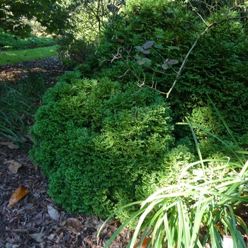 Thuja occidentalis 'Hetz Midget' - Hetz Midget Arborvitae
