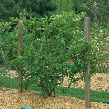 Actinidia arguta - Issai Hardy Kiwi Vine