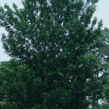 Fraxinus pennsylvanica 'Patmore' - Patmore Ash