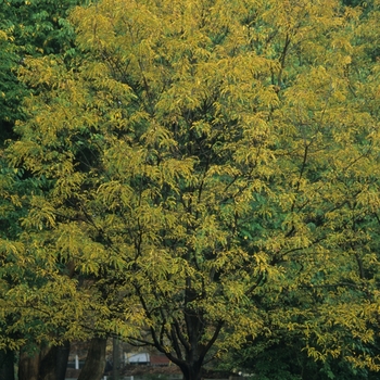 Gleditsia triacanthos var. inermis - Imperial® Honeylocust