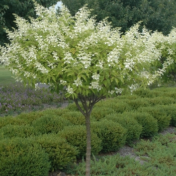 Hydrangea paniculata - 'Kyushu' Hardy Hydrangea Tree