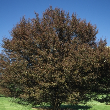 Malus hybrid - Velvet Pillar Crabapple