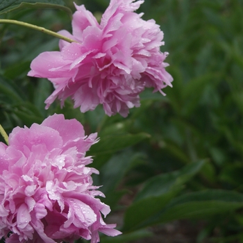 Paeonia 'Mons. Jules Elie' - Mons. Jules Elie Peony