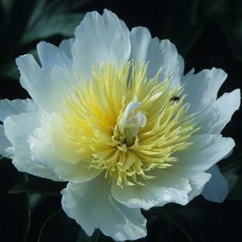 Paeonia lactiflora - 'Honey Gold' Peony