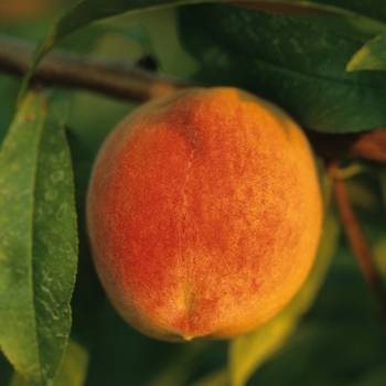 Prunus persica ' Reliance' - Peach Reliance