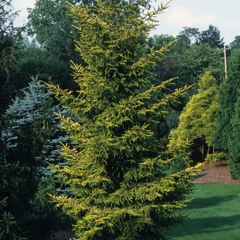 Picea orientalis - Skylands Oriental Spruce