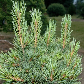 Pinus cembra 'Chalet' - Swiss Stone Pine