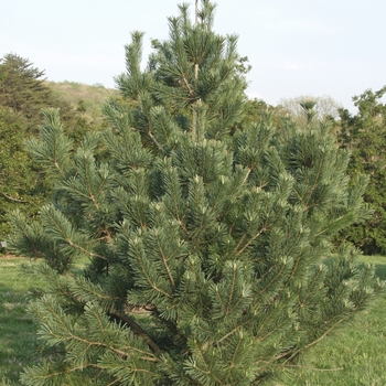 Pinus flexilis 'Vanderwolf's Pyramid' - Vanderwolf Limber Pine
