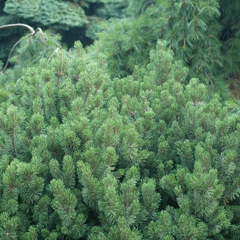 Pinus mugo 'Slowmound' - Slowmound Mugo Pine