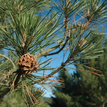 Pinus nigra - Austrian Pine