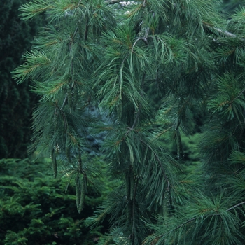 Pinus strobus - Weeping White Pine