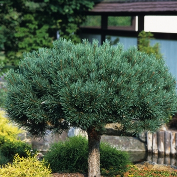 Pinus sylvestris - Dwarf Blue Scotch Pine