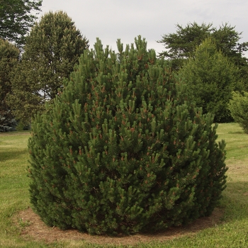 Pinus uncinata - Mountain Pine