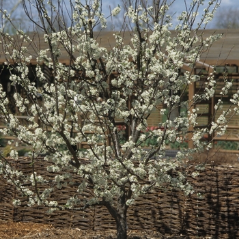 Prunus domestica 'Superior' - Stanley Plum