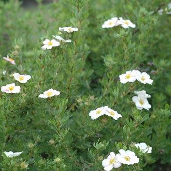 Potentilla fruticosa 'Pink Beauty' - Pink Beauty Potentilla