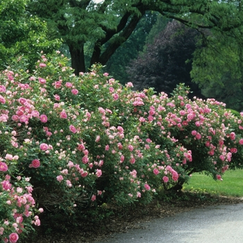 Rosa - Carefree Wonder Shrub Rose