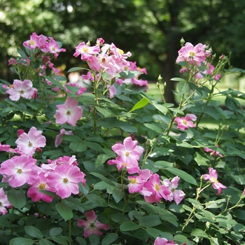 Rosa 'Nearly Wild' - Nearly Wild Pink Rose