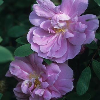 Rosa - Therese Bugnet Rose
