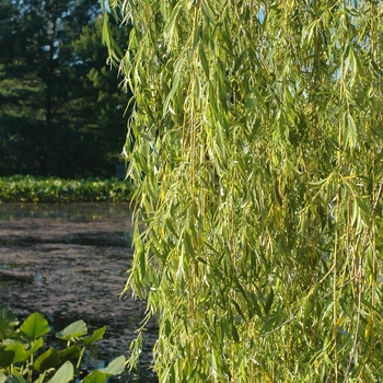 Salix alba 'Tristis' - Golden Weeping Willow