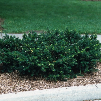 Taxus x media - 'Everlow' Spreading Yew
