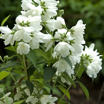 Philadelphus hybrid - White Mockorange