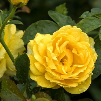 Rosa - Julia Child™ Rose