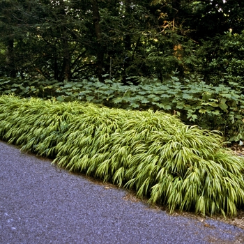 Hakonechloa macra - 'Aureola' Hakon grass