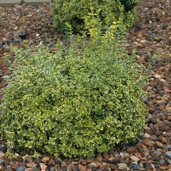 Euonymus fortunei 'Emerald n Gold' - Emerald n Gold Euonymous