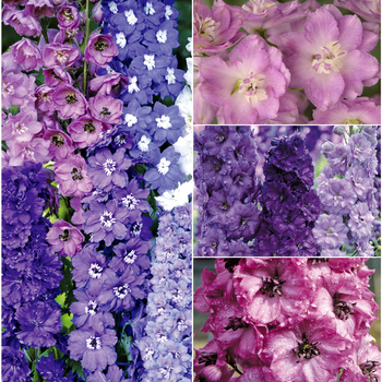 Delphinium - Assorted Delphinium