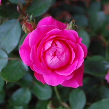 Rosa 'Radtkopink' PP18507, CPBR 3757 - Pink Double Knock Out® Rose